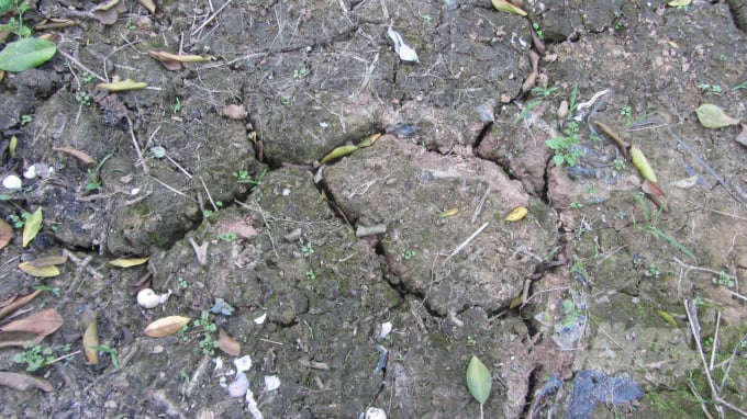 Những chân ruộng đất sét pha, thịt nặng nứt nẻ như thế này, rất thích hợp cho trồng cam. Ảnh: H.Tiến.