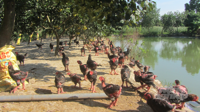 Mô hình nuôi gà thả vườn của gia đình chị Nguyễn Thị Duyến ở xã Cẩm Xá. Ảnh: H.Tiến.