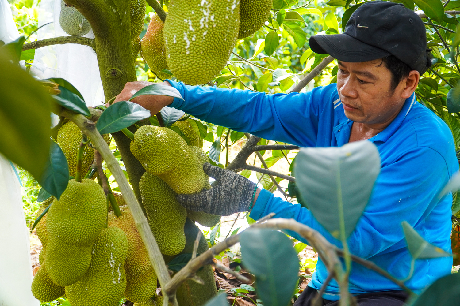 Anh Nguyễn Hữu Khang ở khu vực Trường Thọ, phường Tân Lộc, quận Thốt Nốt, người ghép thành công giống mít sầu riêng ngoại nhập. Ảnh: Kim Anh.