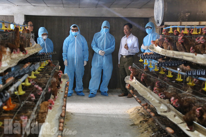 Mô hình gà đẻ trứng tại huyện Bình Lục. Ảnh: Báo Hà Nam. 