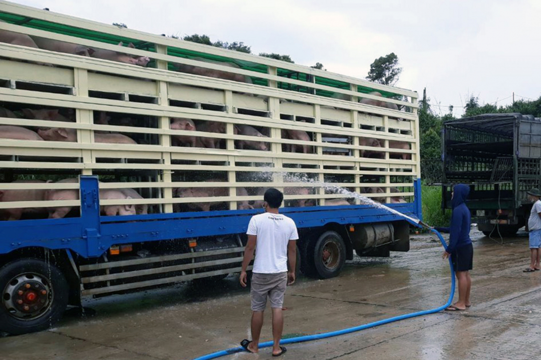 Bộ NN-PTNT đề nghị các địa phương tăng cường kiểm soát chặt chẽ việc vận chuyển lợn, đặc biệt là vận chuyển, buôn bán lợn để nuôi thương phẩm và lợn đến cơ sở giết mổ, nhằm ngăn chặn nguy cơ dịch bệnh tái phát, lây lan. Ảnh: TL.
