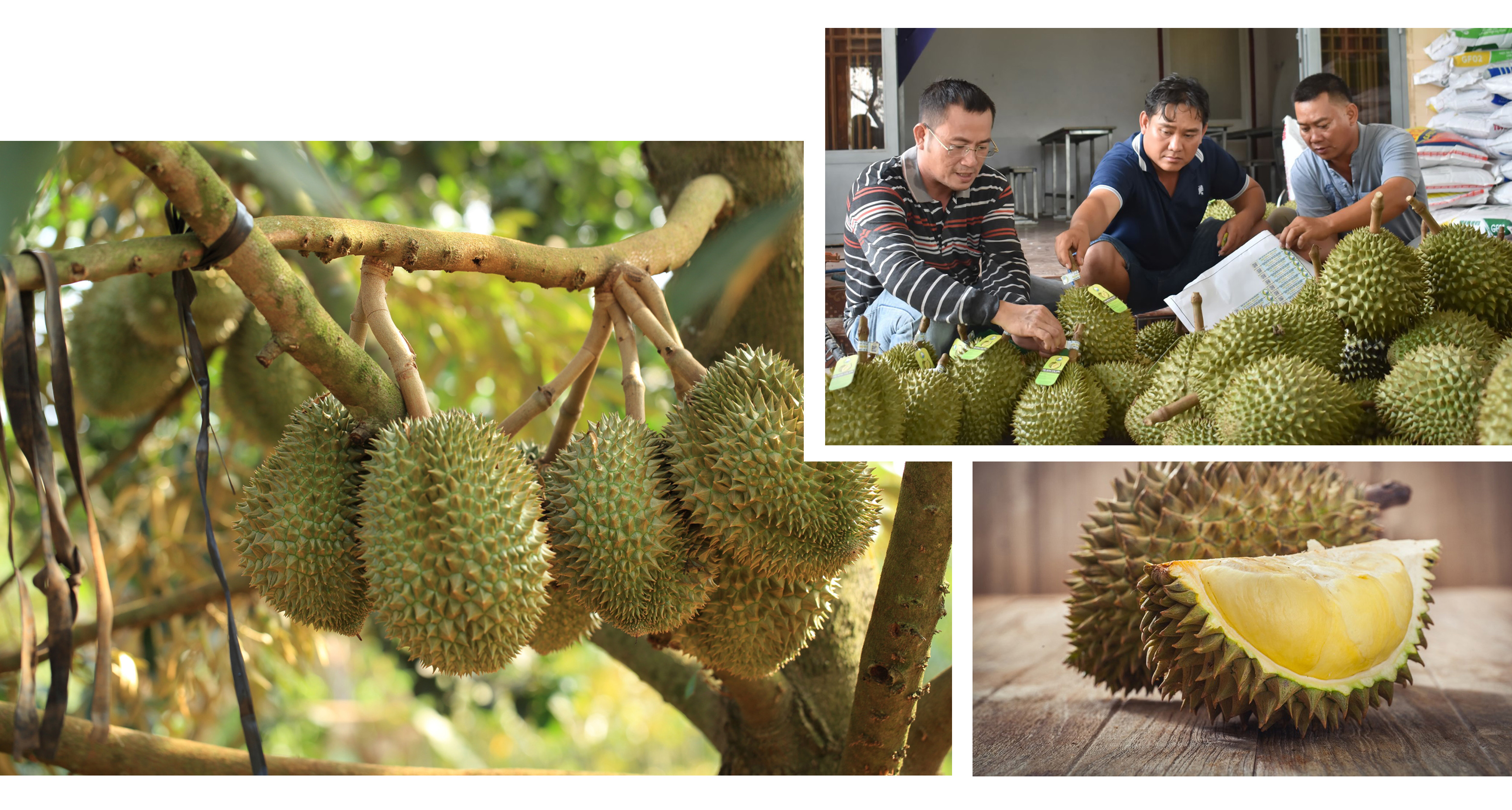 Qualified durians are selected for export. Photo: Tung Dinh.