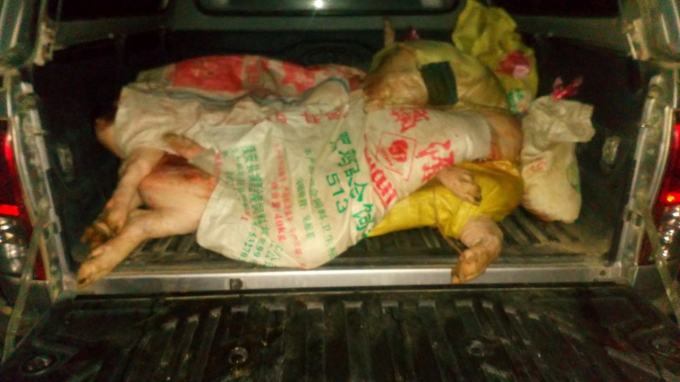 Hơn 350 kg thịt lợn bị lực lượng chức năng thu giữ. Ảnh: Kông Hải.