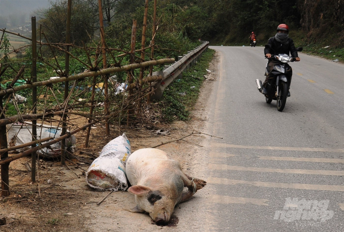 Xác lợn chết vứt ngay lề quốc lộ 3, thuộc địa phận xóm Pác Vầu, xã Quốc Toản, huyện Trà Lĩnh (Cao Bằng). Ảnh: Kông Hải.