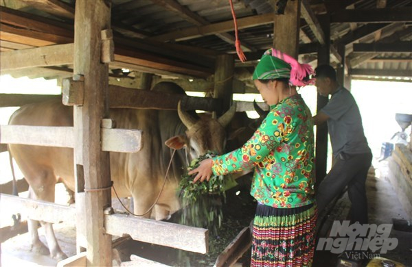 Người dân thị trấn Pác Mjầu, huyện Bảo Lâm phát triển chăn nuôi bò. Ảnh: Kông Hải.