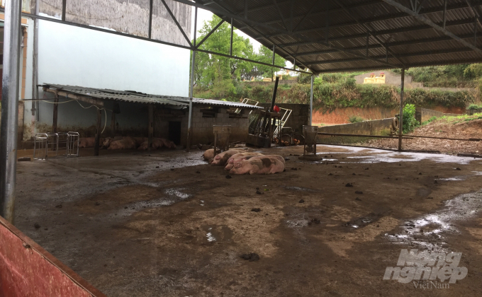 Nhiều người mua lợn mổ sẵn ở lò mổ của bà Nông Thị Kiều, tổ 5, thị trấn Trùng Khánh, huyện Trùng Khánh rồi đưa qua biên giới. Ảnh: Kông Hải.