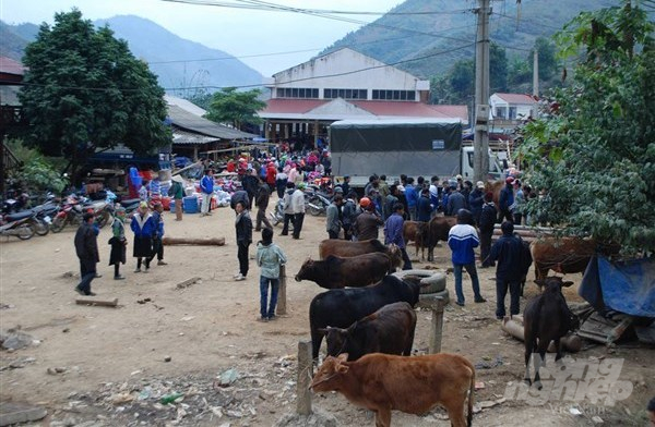 Chợ bò Nà Tốm, xã Vĩnh Quang, huyện Bảo Lâm là nơi mua bán các loại bò thịt, bò sinh sản. Ảnh: Kông Hải.