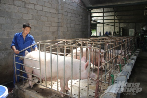Mô hình nuôi lợn của HTX Nông nghiệp, chăn nuôi Bảo Hưng. Ảnh: Nguyễn Văn Toán.