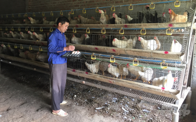 Đàn gà Ai Cập của HTX Nông nghiệp, chăn nuôi Bảo Hưng mỗi ngày cho hơn 400 quả trứng. Ảnh: Nguyễn Văn Toán.