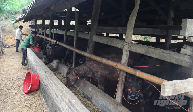 Hệ thống chuồng trại nuôi trâu, bò của chị Nguyễn Thị Tiên sạch sẽ, thoáng mát. Ảnh: Đồng Thưởng.