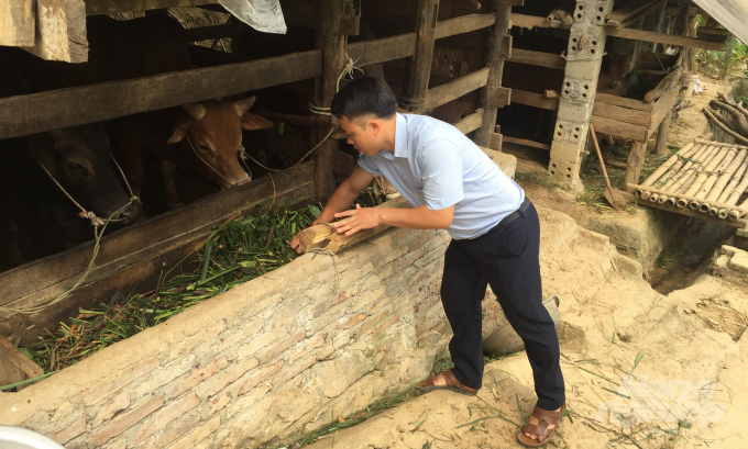 Anh Vương Đình Hà, xóm Mỏ Sắt chăm sóc đàn bò u. Ảnh: Đồng Thưởng.