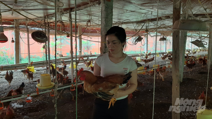 Trang trại gà của HTX Mai Hoa với quy mô 1 vạn con, là mô hình chăn nuôi lớn nhất của tỉnh Bắc Kạn hiện nay. Ảnh: Toán Nguyễn.