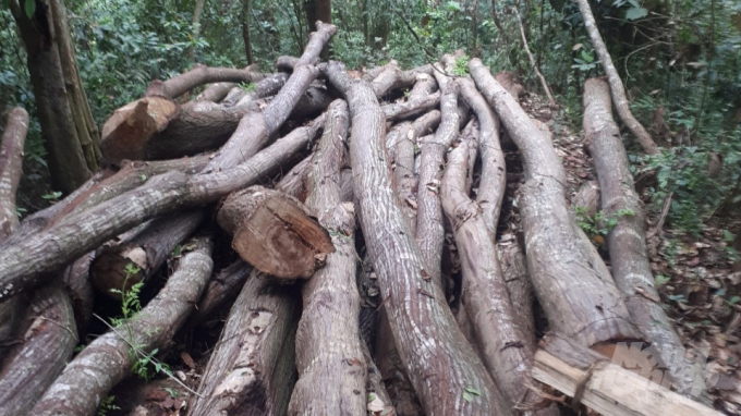 Tang vật tại hiện trường vào khoảng 50m3 gỗ đã bị chặt hạ. Ảnh: Toán Nguyễn.