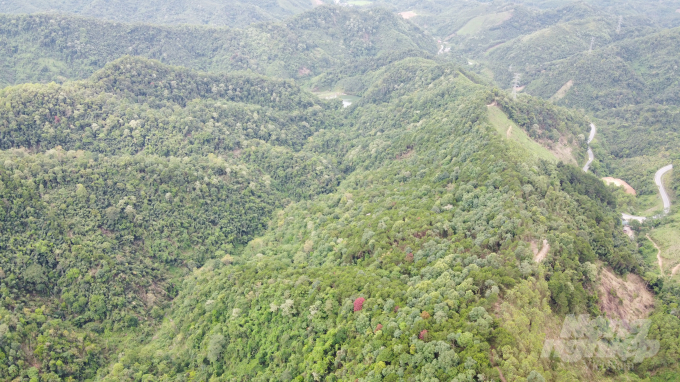 Khu vực rừng bị khai thác trái phép thuộc địa phận thôn Nà Mòn, thị trấn Phủ Thông, huyện Bạch Thông, cách QL3 chỉ khoảng 300m. Ảnh: Toán Nguyễn.