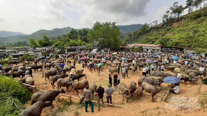 Người dân vẫn gọi chợ Nghiên Loan là chợ bò Nghiên Loan, nhưng ngày nay nơi đây là nơi giao dịch, mua bán cả trâu, bò, ngựa,… Ảnh: Toán Nguyễn.