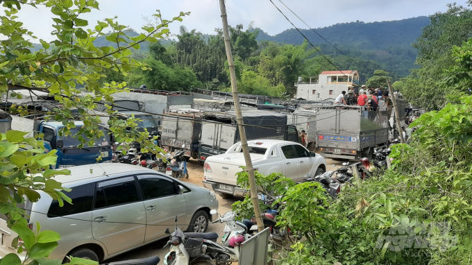 Xe ô tô tải của tư thương từ khăp nơi đổ về để mua, bán trâu bò. Ảnh: Toán Nguyễn.