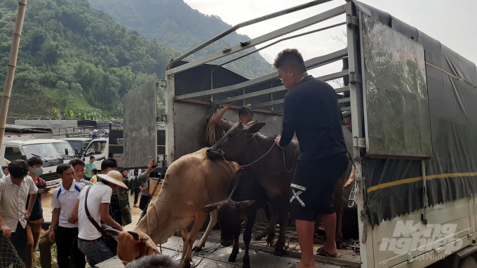 Người dân cũng vận chuyển trâu bò từ những vùng lân cận đến bằng xe tải. Ảnh: Toán Nguyễn.