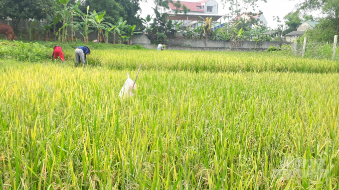 Toàn tỉnh Thái Nguyên gieo cấy hơn 29.300ha lúa, đạt 102% kế hoạch. Ảnh: Kiều Hải.