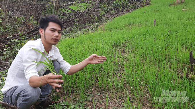 Lúa nương được người dân gieo ở đây đã mọc cao hơn 1 gang tay. Ảnh: Toán Nguyễn.