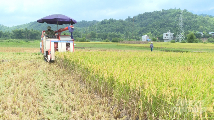 Thu hoạch lúa Japonica tại Bắc Kạn. Ảnh: Toán Nguyễn.