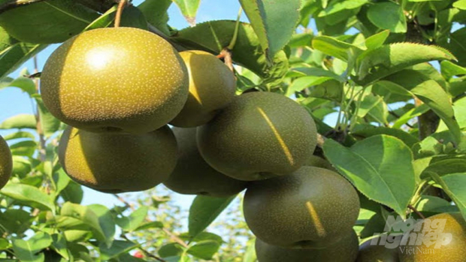 Riêng cây ăn quả đã đem lại thu nhập cho gia đình ông Lê khoảng 300 triệu đồng/năm. Ảnh: Toán Nguyễn.
