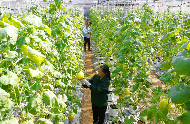 Giai đoạn 2016-2020, trên địa bàn tỉnh Thái Nguyên xuất hiện nhiều mô hình ứng dụng tiến bộ khoa học - công nghệ vào sản xuất nông nghiệp, góp phần nâng cao chất lượng, giá trị sản phẩm và thu nhập của nông dân. Ảnh: PV.