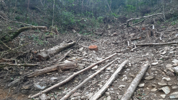 Tại hiện trường, số gỗ đã bị chặt hạ và chưa kịp chuyển đi vào khoảng 72m3. Ảnh: PV.