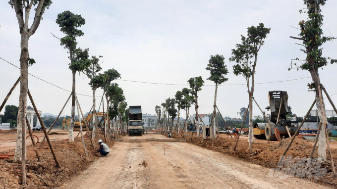 Song song với làm hạ tầng, những hàng cây xanh có kích thước lớn cũng được trồng. Ảnh: Toán Nguyễn.