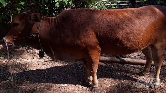 Đã có 5 con bò tại xã Hiệp Lực, huyện Ngân Sơn bị mắc bệnh viêm da nổi cục trâu, bò. Ảnh: Toán Nguyễn.