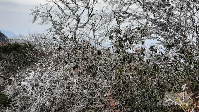 Nhiệt độ xuống thấp khiến cả 1 vùng núi Phja Oắc bị bao phủ 1 màu trắng của băng tuyết.