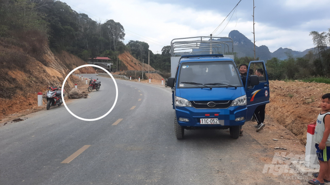 Xe tải đâm chết con trâu (khoanh tròn) trên quốc lộ 4A, đoạn địa phận xã Bế Văn Đàn, huyện Quảng Hòa, Cao Bằng. Ảnh: Toán Nguyễn.