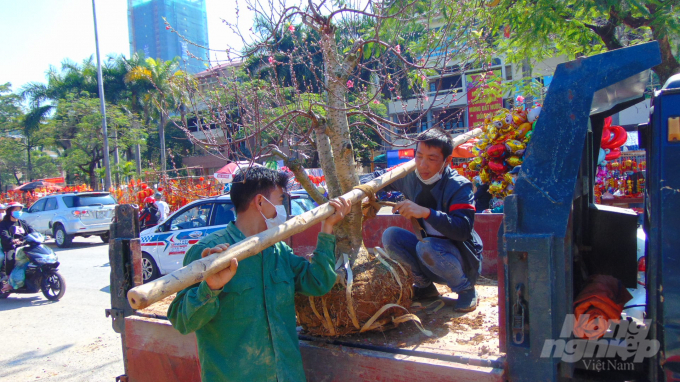 Lao động chở thuê cây cảnh như anh Xuân (xã Linh Sơn, Thái Nguyên) kiếm được hơn 2 triệu đồng riêng buổi sáng.