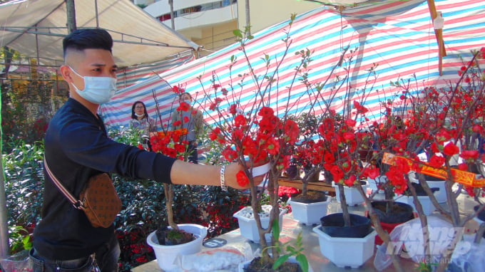 Hoa mai đỏ cũng được bày bán rất nhiều tại chợ hoa Thái Nguyên.
