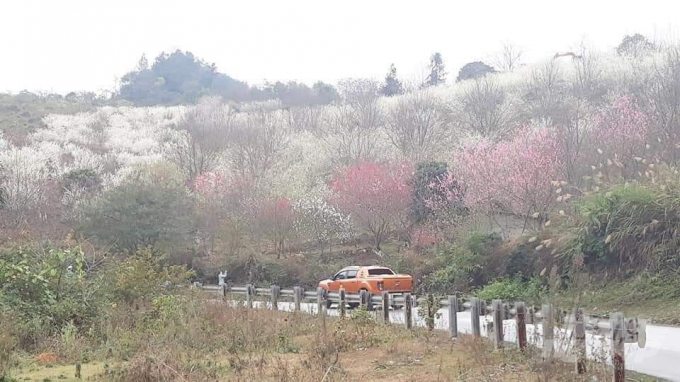 Rừng hoa đào, mơ, mận nở rực rỡ cạnh quốc lộ 3 ở huyện Ngân Sơn. Ảnh: PA.