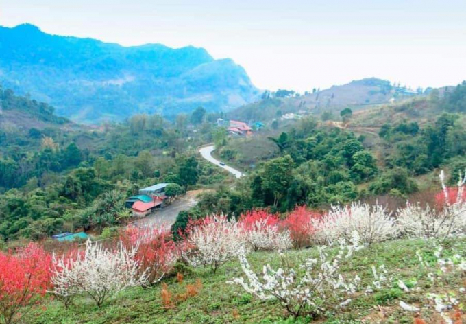 Còn đây là cánh rừng hoa đào trên đoạn đường đèo Gió, xã Vân Tùng, huyện Ngân Sơn, Bắc Kạn.