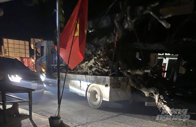 Xe vận chuyển cây cổ thụ cả vào buổi tối. Ảnh: Toán Nguyễn.