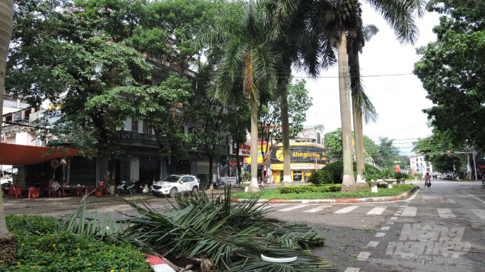 Những tán lá cây cọ cảnh rụng trên đường Hùng Vương. Ảnh: Toán Nguyễn.