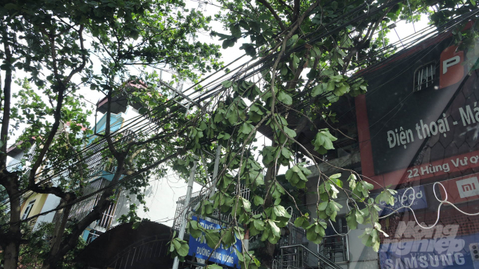 Cành cây bị gãy mắc vào đường dây điện trên đường Hùng Vương. Ảnh: Toán Nguyễn.