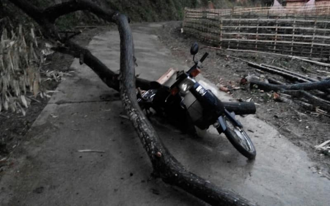 Hiện trường vụ cây đổ làm ông Ma Thịnh Dũng ở xã Yên Thịnh, huyện Chợ Đồn bị tử vong tại chỗ. Ảnh: TS.