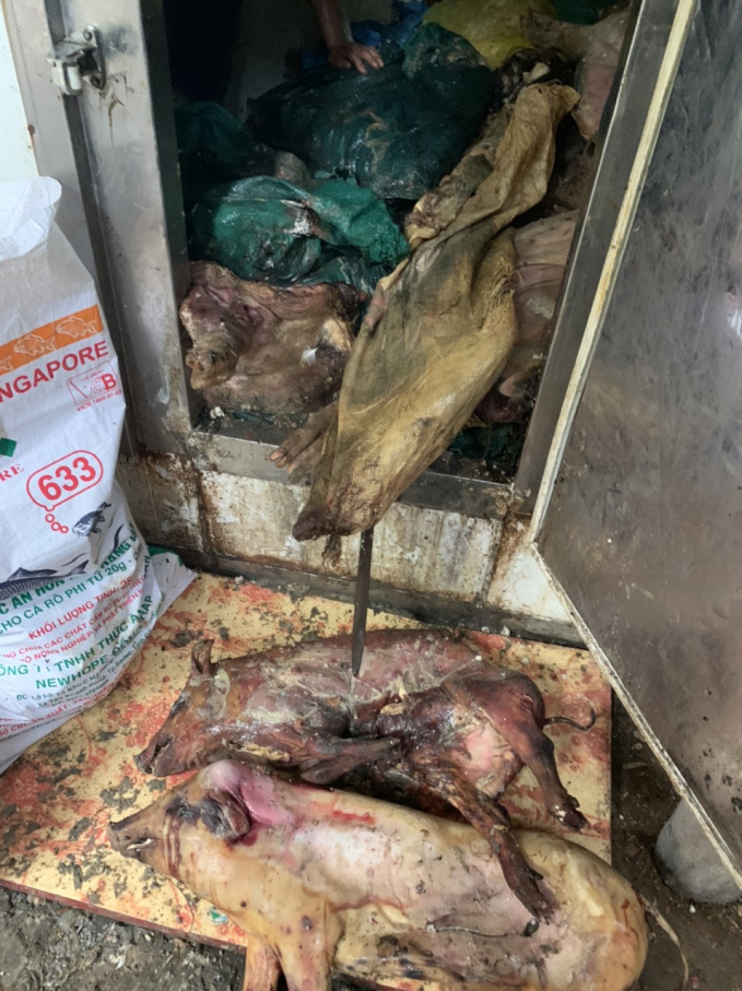 Tang vật bị thu giữ là 30 con lợn chết thối đang được cơ sở kinh doanh ăn uống cất giữ. Ảnh: QLTT.