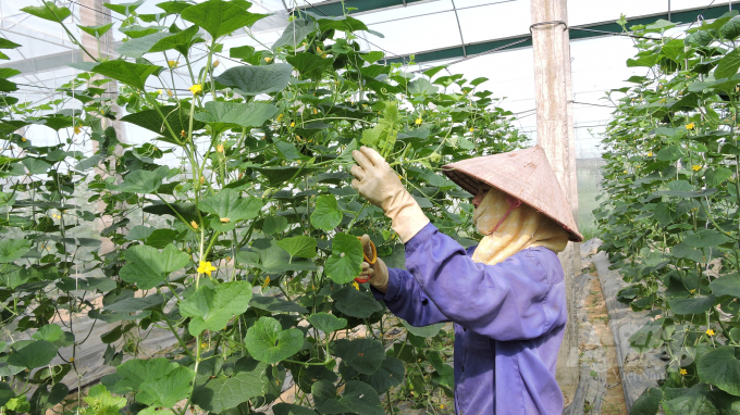 Những mô hình trồng rau công nghệ cao, theo tiêu chuẩn hữu cơ xuất hiện ngày càng nhiều tại Thái Nguyên. Ảnh: Toán Nguyễn.