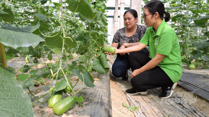 Chị Nguyễn Thị Xuyến, Giám đốc điều hành Công ty TNHH Nông sản Minh Vân (áo xanh) thành công với sản xuất rau, củ, quả theo hướng hữu cơ tại Thái Nguyên. Ảnh: Toán Nguyễn.