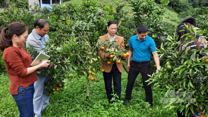 Đại diện Sở Nông nghiệp và PTNT Bắc Kạn đi tìm hiểu thực tế tại một vườn quýt ở huyện Na Rì. Ảnh: Toán Nguyễn.