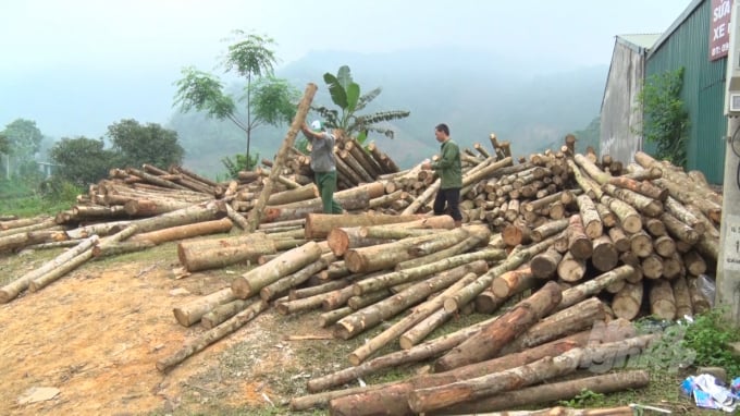 Nhiều gia đình có thu nhập tiền tỷ từ việc trồng rừng. Ảnh: Toán Nguyễn.