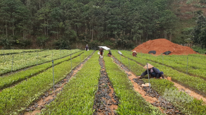 Các nhà vườn ươm giống cây lâm nghiệp ở Bắc Kạn đã sẵn sàng các phương án chống rét cho cây giống. Ảnh: Toán Nguyễn.