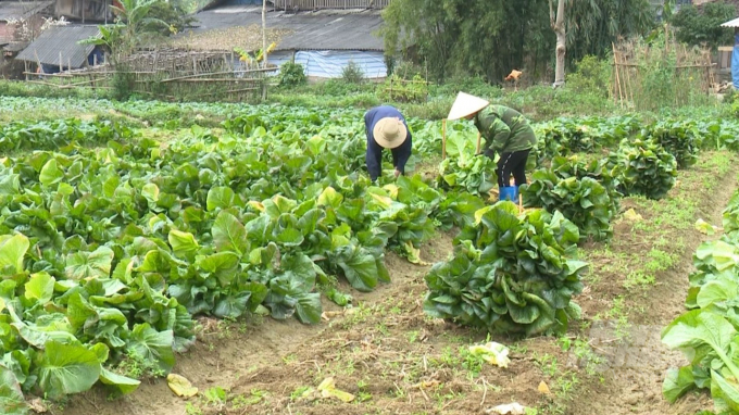 Tỉnh Bắc Kạn chủ động trong công tác phòng, chống rét cho cây trồng vụ đông xuân. Ảnh: Toán Nguyễn.