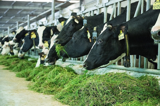 Trang trại bò sữa Vinamilk Tây Ninh ứng dụng cách mạng số 4.0 toàn diện và công nghệ hiện đại của Mỹ, Nhật, Châu Âu trong chăn nuôi và quản lý. Ảnh: Xuân Hương.