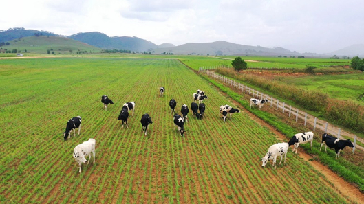 Dự án Tổ hợp trang trại bò sữa được Vinamilk đầu tư tại cao nguyên Xieng Khouang, Lào đã khởi công giai đoạn 1 vào đầu năm 2019. Ảnh: Xuân Hương.