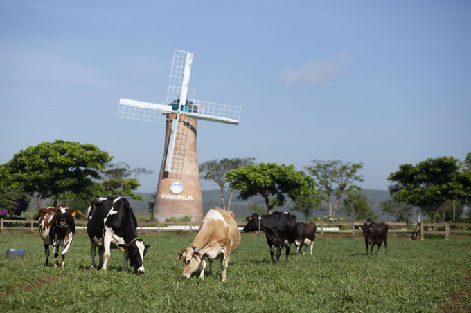 Vùng nguyên liệu sữa tươi lớn với 12 trang trại đạt chuẩn quốc tế góp phần giúp sản phẩm sữa tươi của Vinamilk dẫn đầu phân khúc trong nhiều năm liền. Ảnh: Xuân Hương.