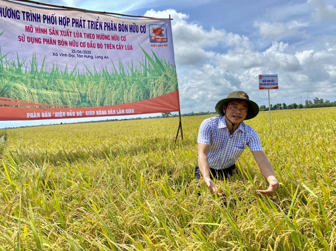 Ông Phạm Ngọc Em, Chủ tịch HĐQT, Tổng giám đốc Công ty Phước Hưng bên mô hình lúa sạch từ phân bón hữu cơ Đầu Bò. Ảnh: Đức Trung.